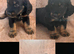Cocker spaniel puppies