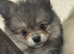 Pomeranian Puppys &pound;700