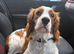 11 month old King Charles cavalier.