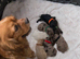 Beautiful F1 Cavapoo Puppies Health Tested Parents