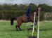 Beautiful bay allrounder