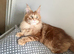 Pure Maine coon