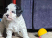Stunning little cavapoo puppy