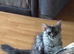 Female Blue Silver Classic Mainecoon