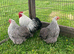 Trio of Pure Bred Silver Partridge Pekin Bantams 12 months old