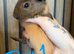 8 week old guinea pigs