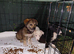 HANNAH – A BEAUTIFUL, HAPPY GIRL WITH THE MOST SOULFUL EYES