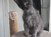 Maine coon kittens