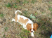Beautiful cavalier puppies