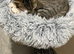3 beautiful British Shorhair kittens