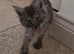 Beautiful pure bred Maine Coon kittens