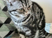 Bsh. Silver Tabby. ACTIVE/NONACTIVE