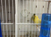 11 pairs of canaries