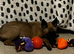 Beautiful female Belgian malinois