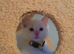 *2 left* Flame Point Ragdoll Kittens for sale