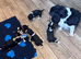 Gorgeous Cavalier Puppies -Now Ready