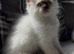 Tica registered Ragdoll