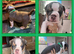 Last 2 Gorgeous Olde English Bulldogge