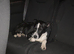 Border collie 6 months