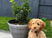 2 month puppy looking for forever home