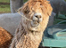 3 Beautiful Alpacas For Sale