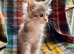 Blue & White Silver Tortie