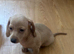 Mini dachshund girls for sale