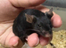 Baby fancy male mice for sale