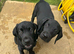 1 Boy Sprigador puppy left out of 3 for sale
