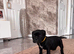 Last 2 girl ****Pocket bully puppies ready to leave now****