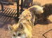 Male Akita