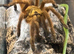 Orange Bitey Thing OBT Old World Tarantula
