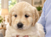 Beautiful RKC registered golden retrievers