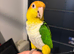 Tame caique