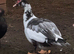 Muscovy hatching eggs
