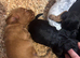 Working cocker spaniels