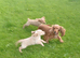 Golden Retreiver X Show cocker spaniel puppies