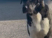 Dane Shepherd Puppies