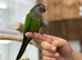 Green cheek conure