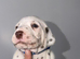 QUALITY DALMATIAN PUPPIES