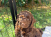 Beautiful F1b Cockapoo puppies