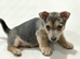Jack Russell puppy