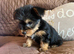 Male Yorkshire Terrier Pup
