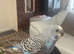 Love baby budgie hand tamein Dagenham in Barking and Dagenham