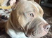 Pocket bully (not American Bully)