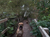 Beautiful rare fawn cane corso for stud