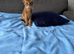 EXCLUSIVE • ABYSSINIAN RUDDY GIRL