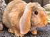 Young Mini Plysh Lops available. Hypoallergenic fur.