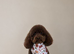Beautiful chocolate brown toy poodle X doxie