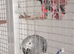 Congo African grey